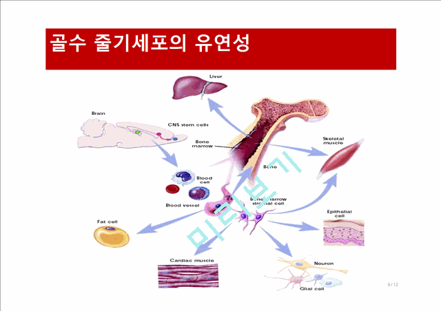 [의학,약학] 생명공학 - 줄기세포치료제에 관해서   (9 )